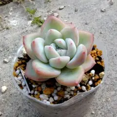 No.7 七福神 抜き苗 多肉植物 - メルカリ