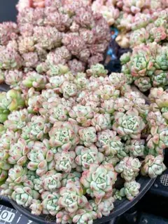 かおたん様 リクエスト 4点 まとめ商品