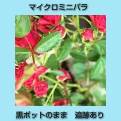 マイクロミニバラ「いちご姫」② - メルカリ