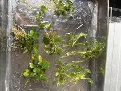 アヌビアスナナ ジェイド 美株 水草 無農薬 水中葉 お写真分 - メルカリ