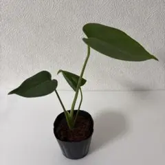 巨大モンステラ・デリシオーサ 茎 カット苗 発根・発芽済 - メルカリ