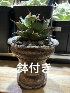 2025年最新】アガベ ハデス 陽炎の人気アイテム - メルカリ