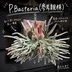 P.Bacteria バクテリア PUP 大きめ子株のサムネイル