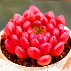 オミ様 リクエスト 2点 まとめ商品