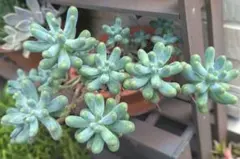 多肉植物【乙女心】セダム ポットごと or 抜き苗 6㎝ポット - メルカリ