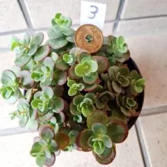 ③ライムジンガー　肉植物詰め合せセット。寄せ植えセット。多肉弁当　抜き苗