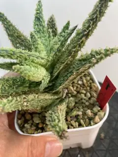 テンプラ TEMPURA アロエ 多肉植物 美苗 美株 多肉植物 1289 Aloe tempura アロエ テンプラ tem1 | いい日あたり