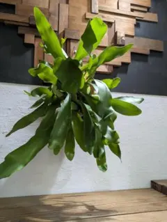 やむちゃん様 リクエスト 2点 まとめ商品