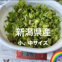 北海道産 ふきのとう5キロ 朝採り - メルカリ