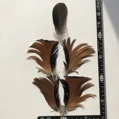 Item thumbnail for item 31806870-5a40-4169-9d77-bea51016cfcf