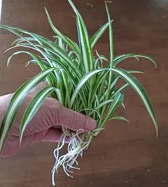 2026年最新】オリヅルラン中斑入りの人気アイテム - メルカリ