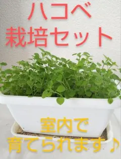 無農薬 ハコベ栽培セット♪のサムネイル