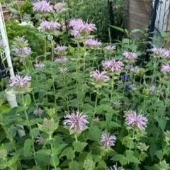 モナルダ 苗 ピンクパープル 花苗 宿根草のサムネイル