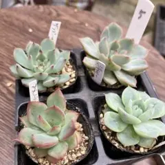 多肉植物　4cmポリポット4種　抜き苗26F5のサムネイル