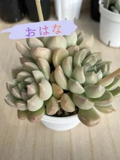 多肉植物　おはな　抜き苗　つぶつぶ屋さん苗のサムネイル