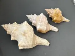 ダイオウイトマキボラ貝　3個セット　14.8cm 10.8cm 8.8cm