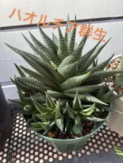【大株】ハオルチア
