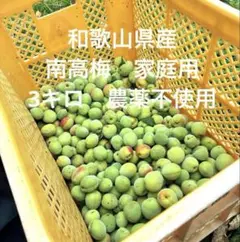 愛知県産 梅 8キロ 今週末収穫　5月1日発送予定 愛知県産 梅3キロ 今週末収穫 5月1日発送予定 - メルカリ