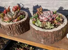 2026年最新】モルタル造形 鉢の人気アイテム - メルカリ