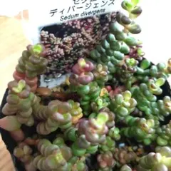 ヨーコ様 リクエスト 2点 まとめ商品