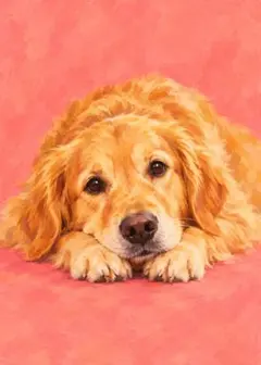 ゴールデンレトリバーの顎乗せ 犬 アートポスター インテリア 絵画 壁掛け