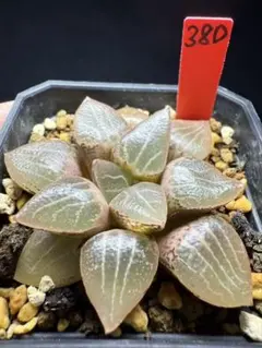 35f 多肉植物 ハオルチア 実生苗 自家繁殖 鉢植え発送 - メルカリ