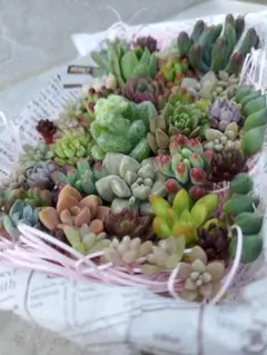 ☆セダム多肉☆色々詰め合わせ☆