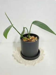 ソウカクデン A 抜き苗 - メルカリ
