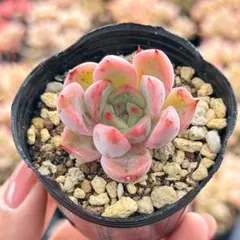多肉植物 ピンクステラ 抜き苗 - メルカリ
