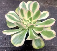 2025年最新】アエオニウムの人気アイテム - メルカリ