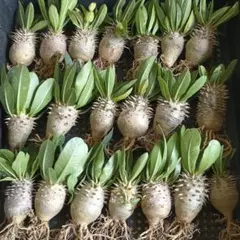 776 Adenium obesumアデニウム・オベスム 特選 実生45株同梱 - メルカリ
