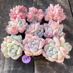 2025年最新】多肉植物 エケベリア セットの人気アイテム - メルカリ