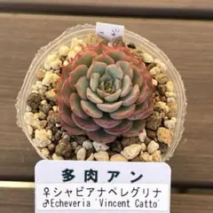 ホヌ様 リクエスト 2点 まとめ商品