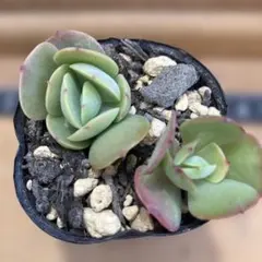 ⭐︎第二弾⭐︎ 選べる！！プラグ苗(抜き苗) 多肉植物　ランダム発送 2苗セット サボテン 多肉植物 プラグ苗 1号ポット 多年草 ミニ 人気