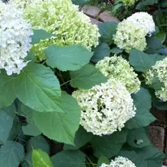 マフィンズ 88様 リクエスト 2点 まとめ商品