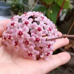 レア 原種 ホヤ トムソニー ピンク サクララン 鉢花 - メルカリ