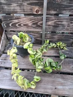 sato3305様 リクエスト 2点 まとめ商品