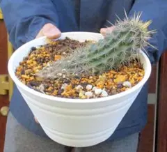 2025年最新】入鹿 サボテンの人気アイテム - メルカリ