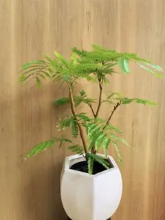 tino様専用 エバーフレッシュ 曲がり仕立て バルーン陶器鉢 植え込み