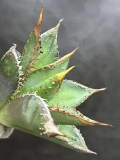 2026年最新】スーパーチタノタの人気アイテム - メルカリ