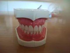 2026年最新】ニッシンデンタルモデルの人気アイテム - メルカリ