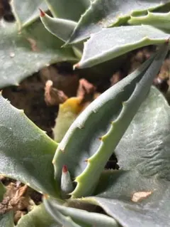 2025年最新】アガベモンタナの人気アイテム - メルカリ