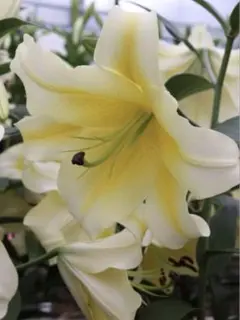 花苗】芍薬 ラテンドール☆新芽たくさん付き☆ ホワイト 八重咲 - メルカリ