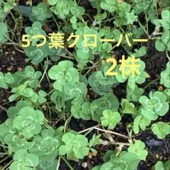 2026年最新】四つ葉のクローバー苗の人気アイテム - メルカリ