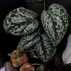 2026年最新】ケール苗の人気アイテム - メルカリ