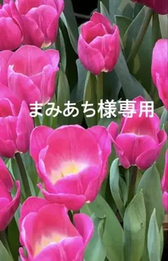 ステンドグラス　サンキャッチャー