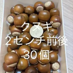 クヌギ どんぐり 30個 2センチ前後 リース素材 ハンドメイド資材