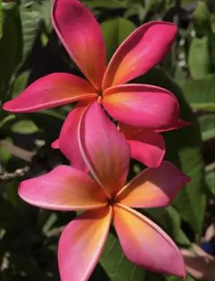 ⭐︎希少フラメンコ イリュージョン プルメリア 5号鉢セット