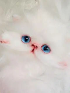 子猫のぷーたん❤エキゾチック♡お腹ぽっこり♡アートドール♡ぬいぐるみ♡