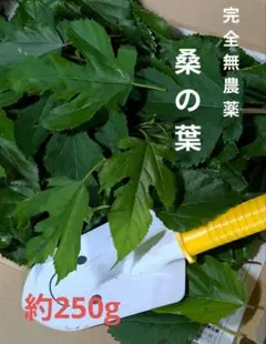 完全無農薬　新鮮 桑の葉 約250g ♡小動物用おやつのサムネイル